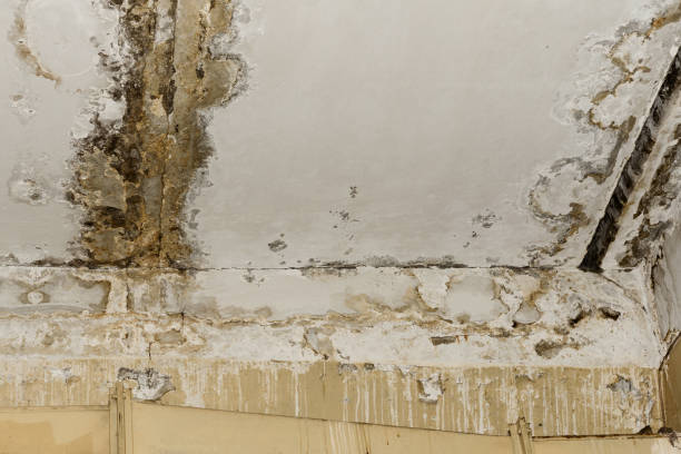 Best Indoor Air Quality Assessment  in Ash Grove, MO