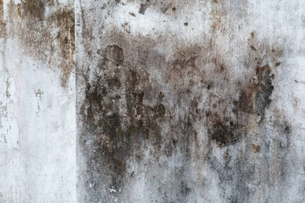 Best Forensic Mold Investigation  in Ash Grove, MO