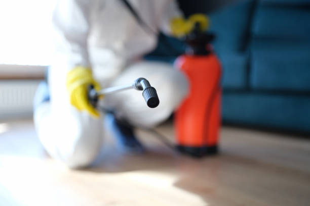 Best Black Mold Removal  in Ash Grove, MO