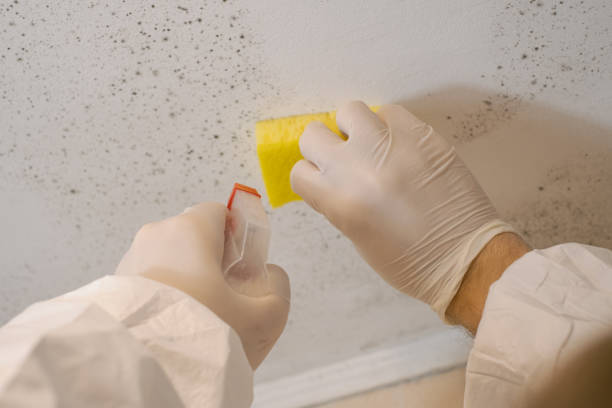 Best Air Quality Testing for Mold Spores  in Ash Grove, MO