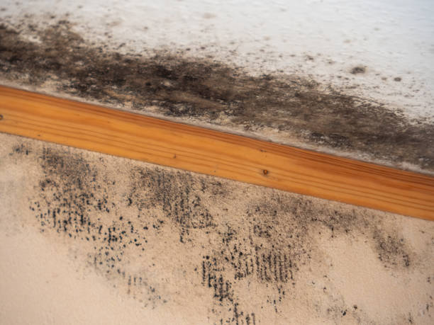 Best Mold Removal for HVAC Installations  in Ash Grove, MO