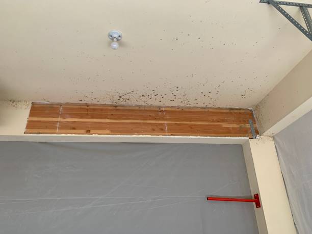 Reliable Ash Grove, MO Mold Removal Solutions