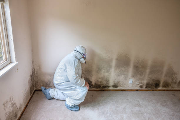 Best Emergency Mold Remediation  in Ash Grove, MO